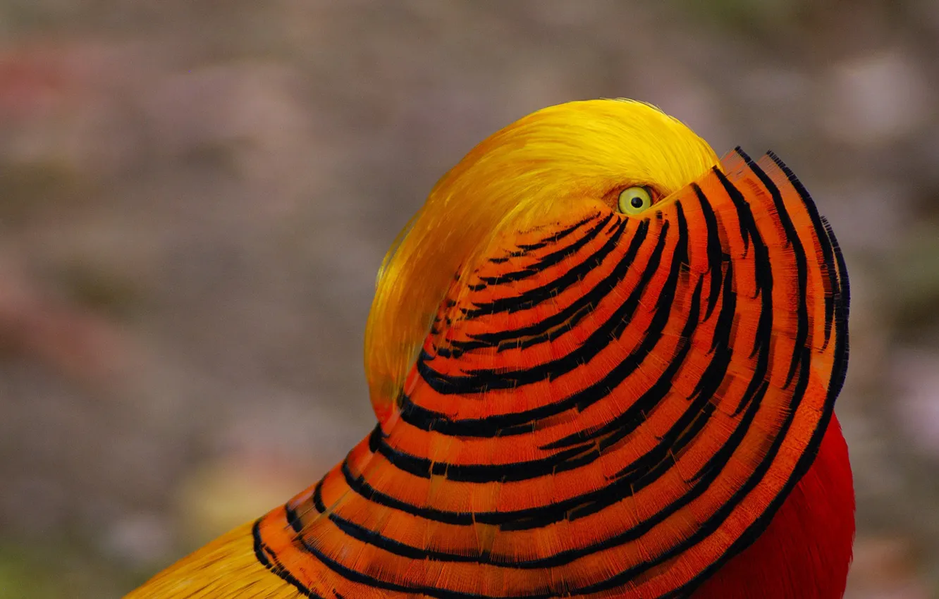 Фото обои птица, краски, перья, золотой фазан