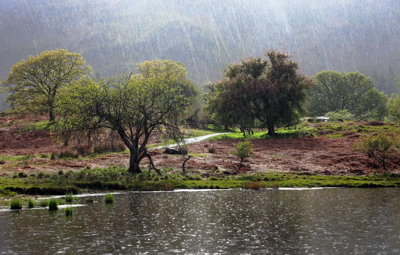 Фото обои деревья, пейзаж, озеро, дождь