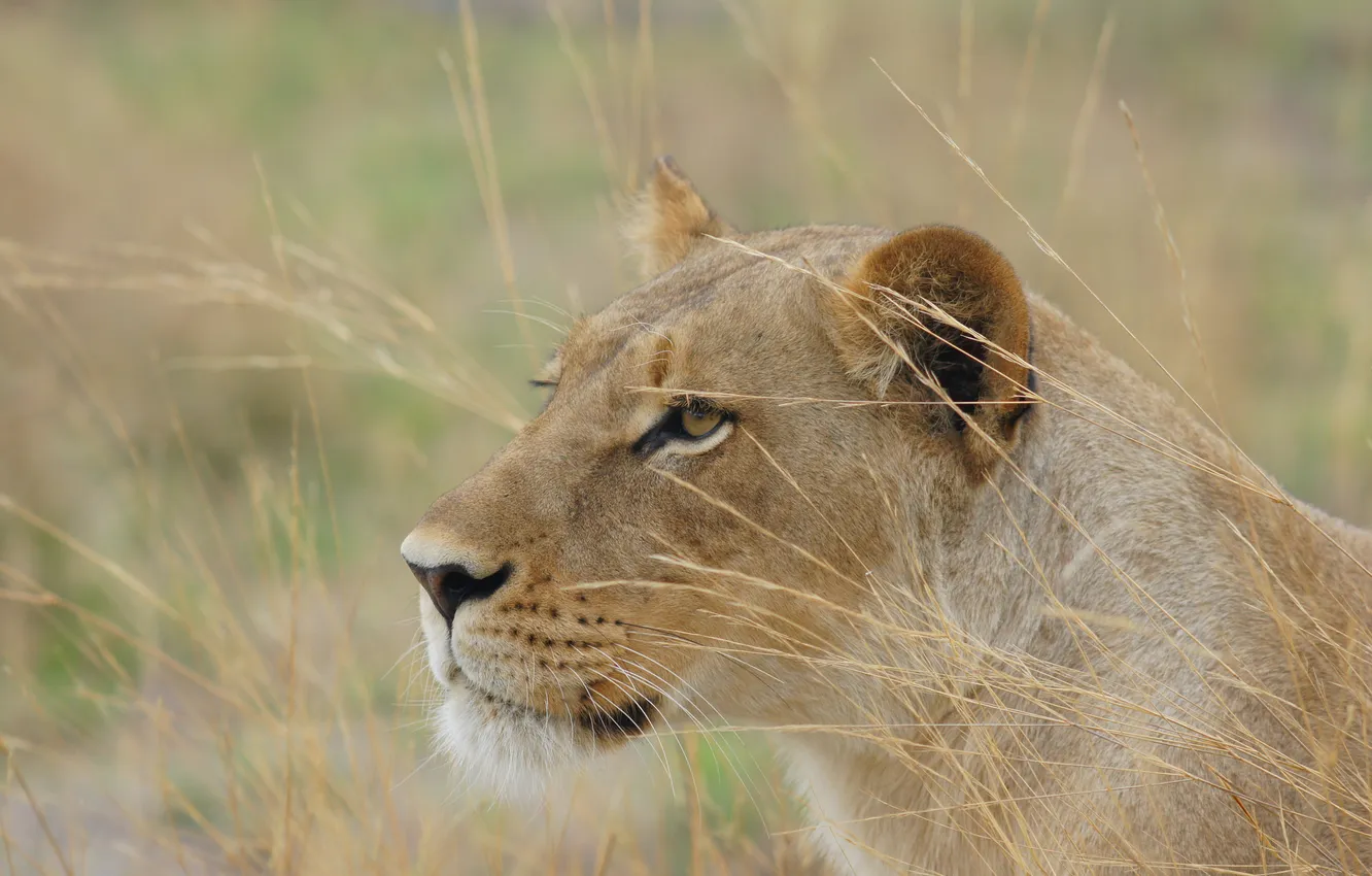 Фото обои кошка, природа, хищник, львица, Botswana