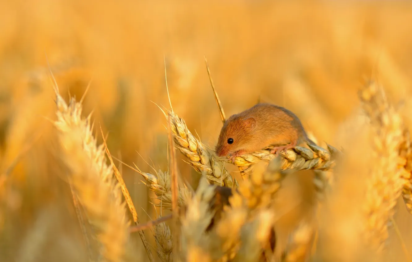 Фото обои пшеница, поле, зерно, мышь, колосья, маленькая, колосок, полевая
