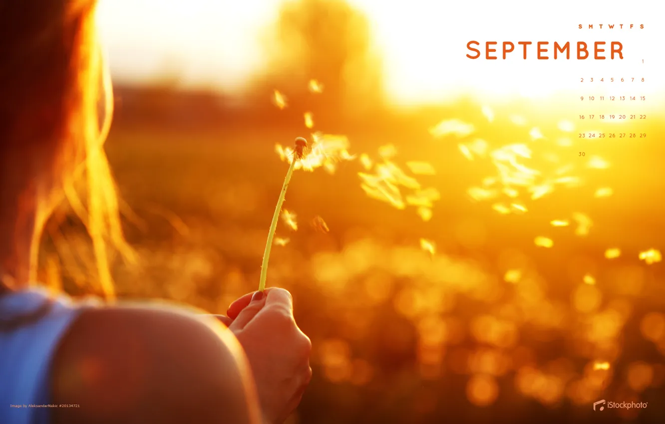 Фото обои поле, осень, девушка, закат, цветы, ветер, сентябрь