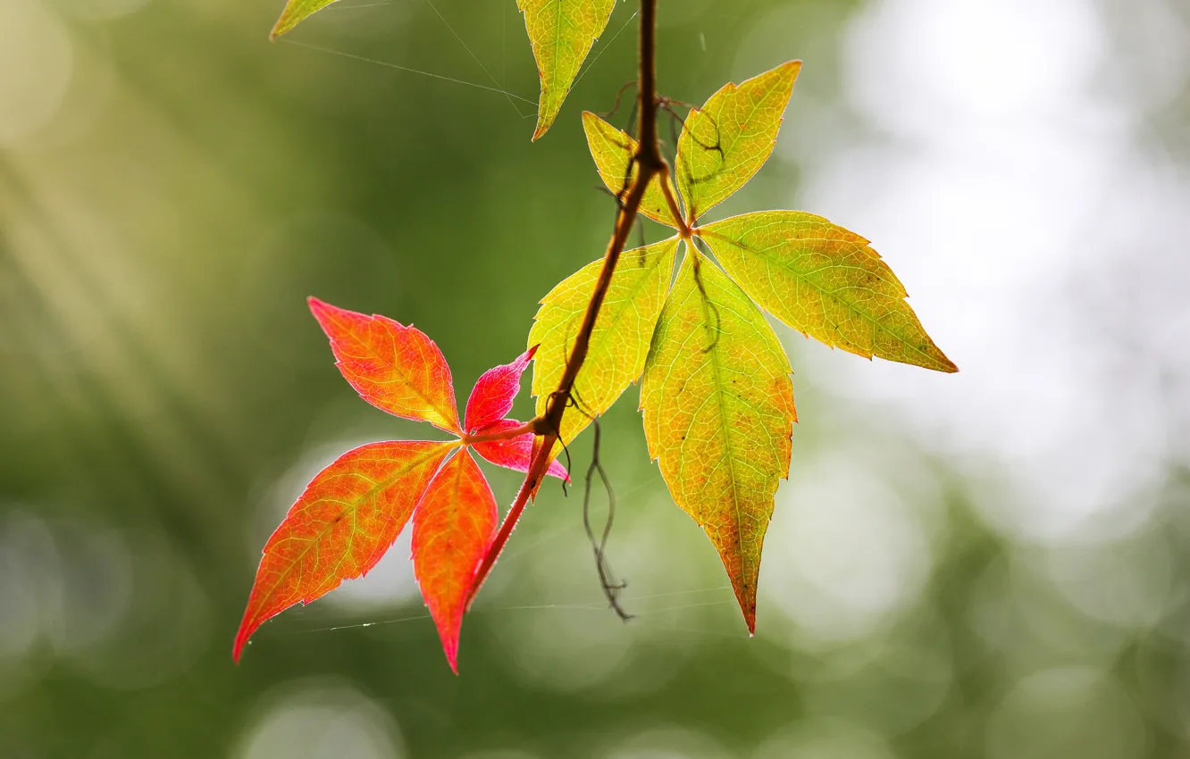 Фото обои осень, листья, фон, паутина, ветка, боке, осенние листья, дикий виноград