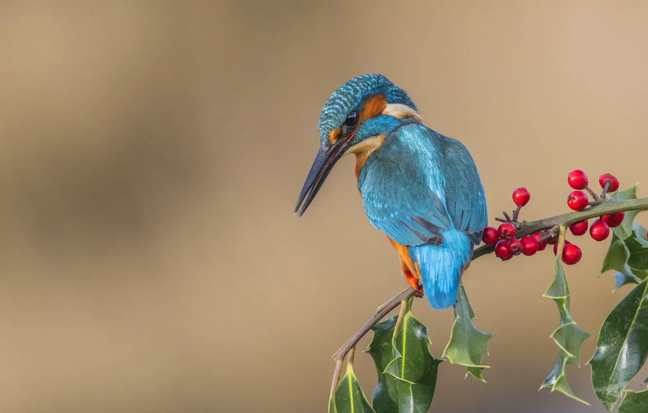 Фото обои ягоды, птица, ветка, Kingfisher