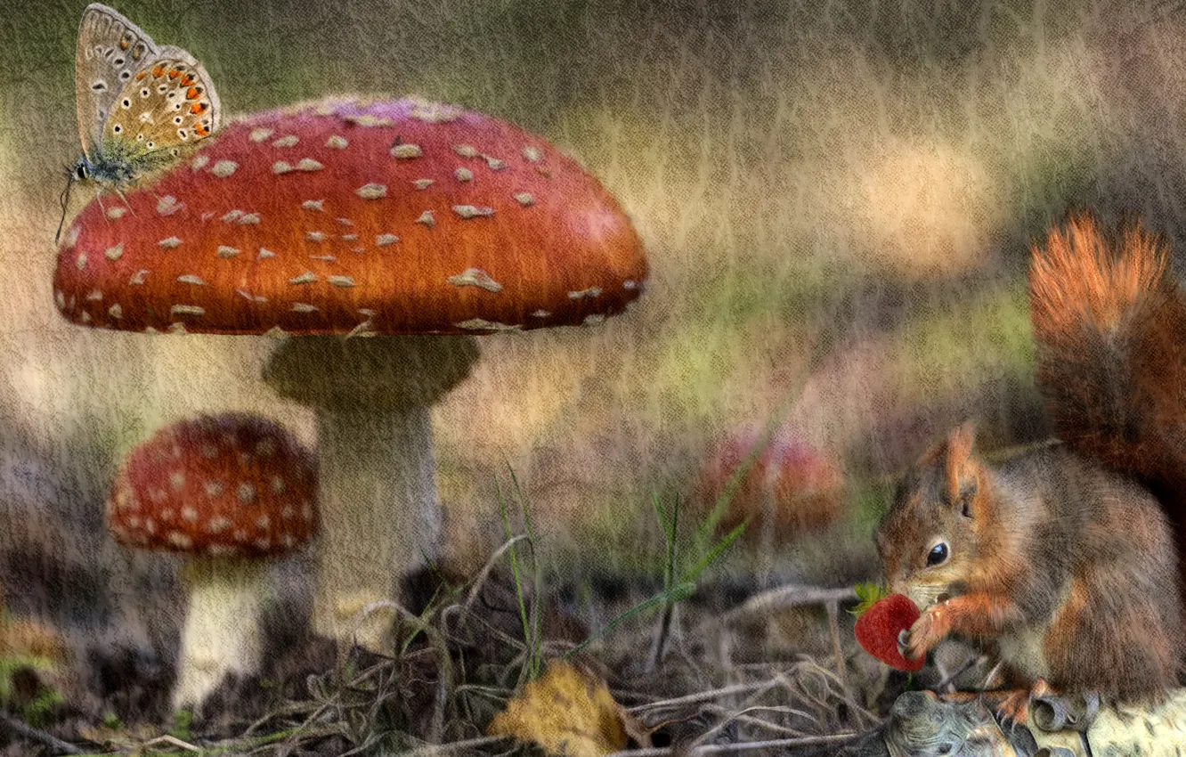 Фото обои осень, лес, рендеринг, бабочка, грибы, обработка, текстура, белка