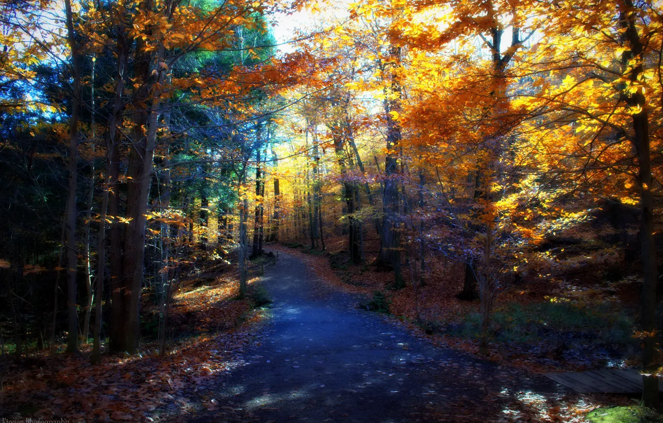 Фото обои дорога, осень, деревья, природа, день