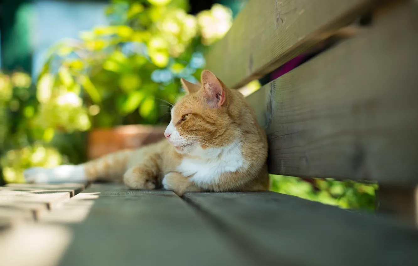 Фото обои рыжий кот, лежит на боку, на скамейке
