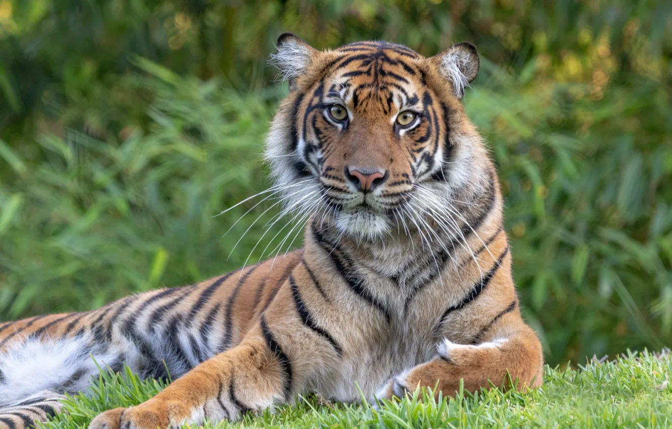 Фото обои взгляд, тигр, портрет, хищник, дикая кршка