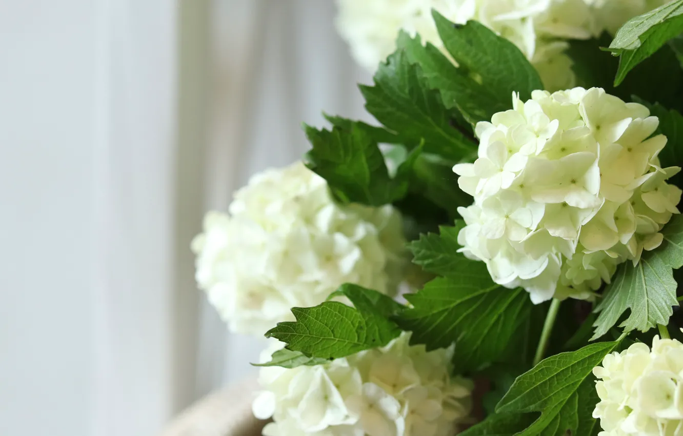 Фото обои цветы, букет, белые, светлый фон, гортензия
