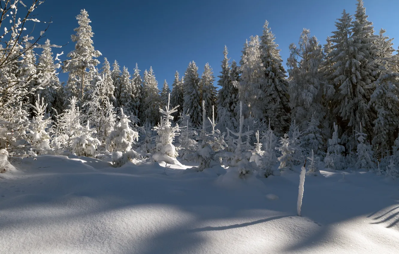 Фото обои зима, лес, снег, деревья, ели, сугробы