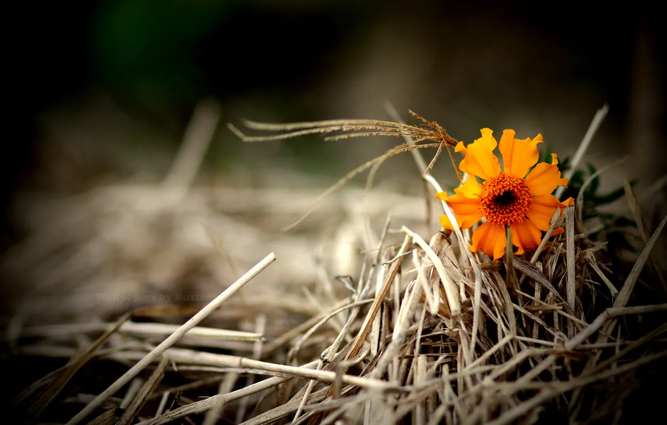 Фото обои трава, оранжевый, сухая, цветочек