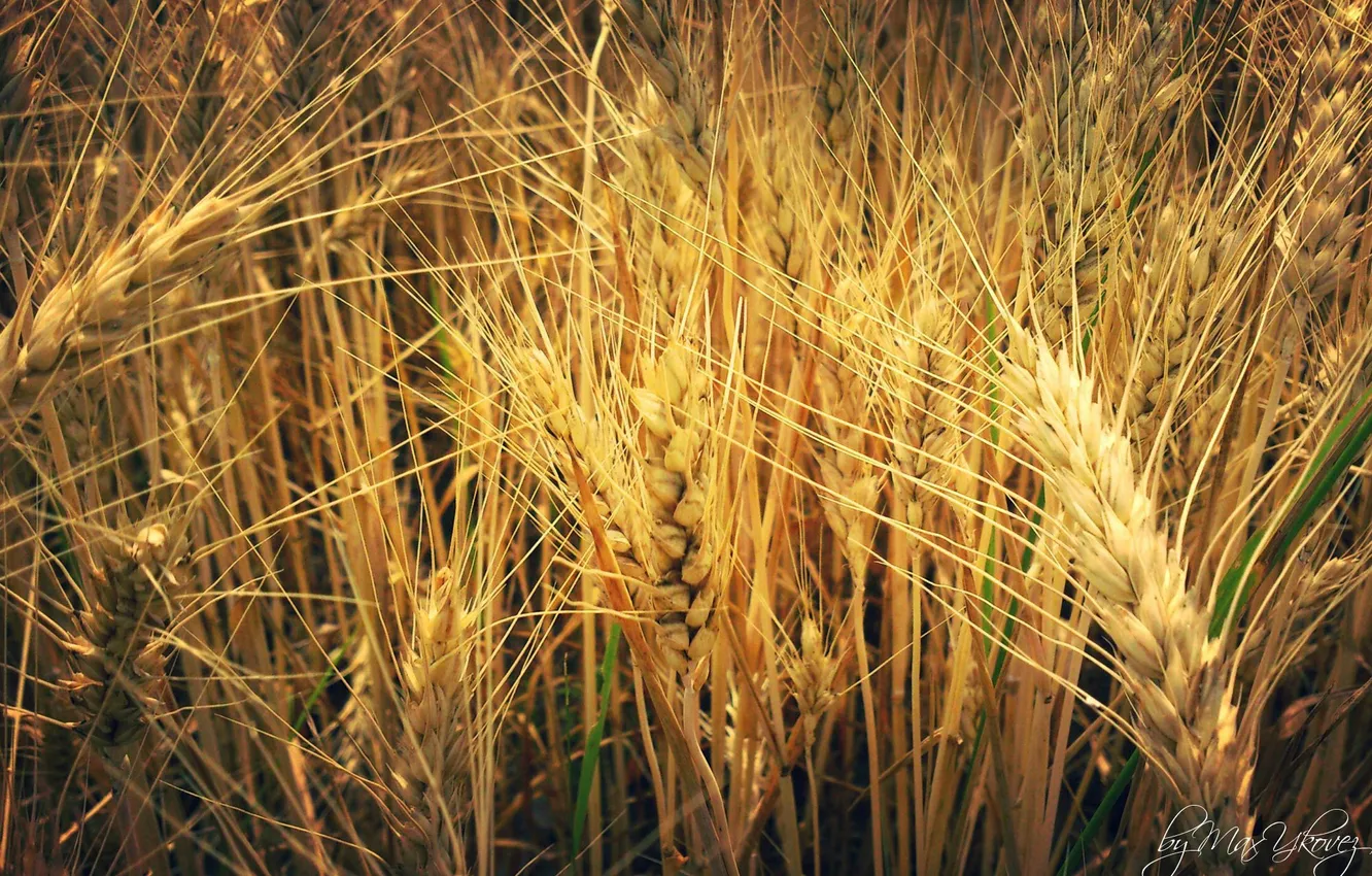Фото обои пшеница, макро, рожь, Растение