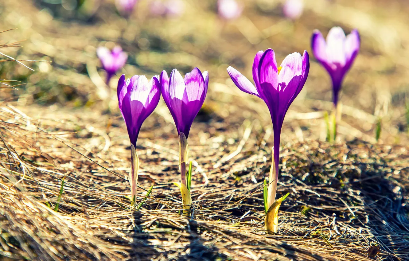 Фото обои фиолетовый, солнце, цветы, фон, widescreen, обои, красиво, wallpaper