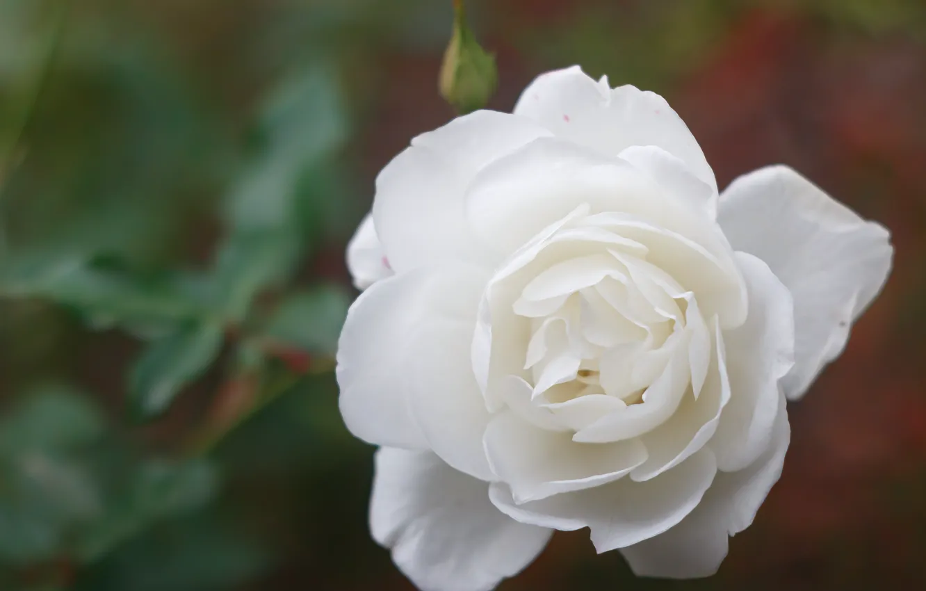 Фото обои flower, white rose, rose flower