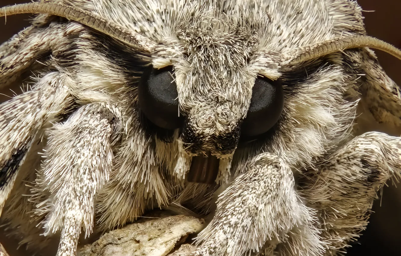 Фото обои insect, head, moth