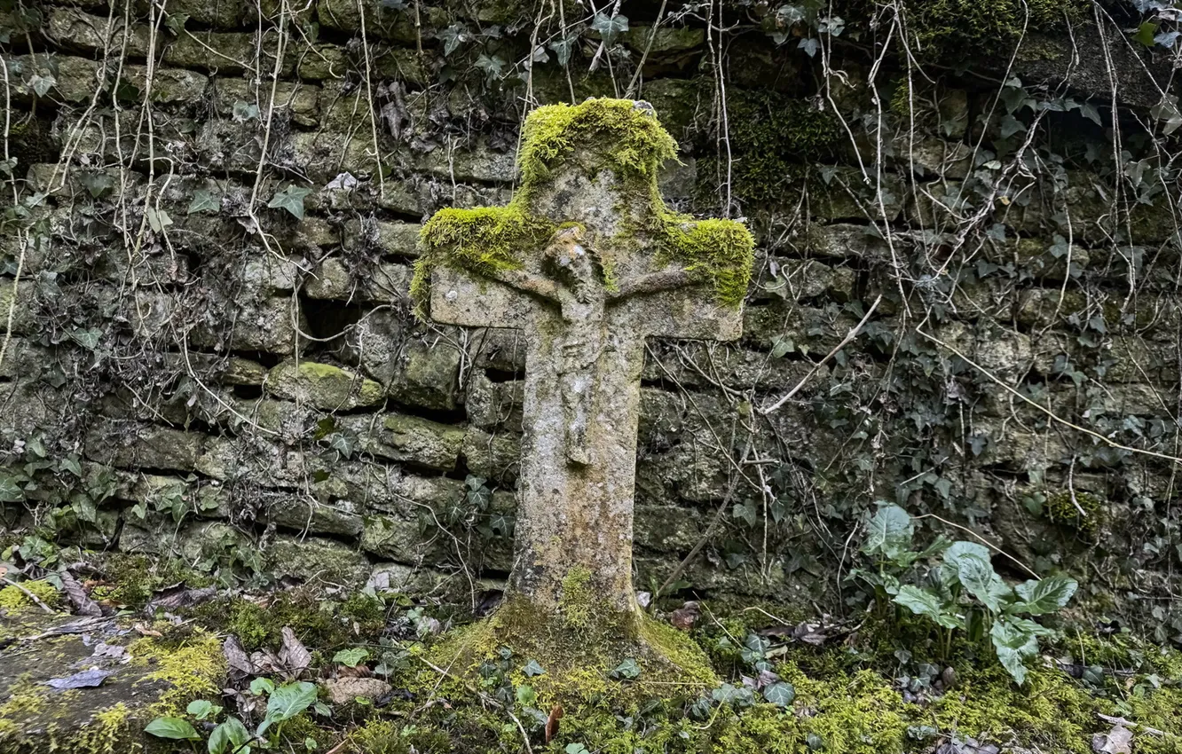Фото обои мох, крест, кладбище