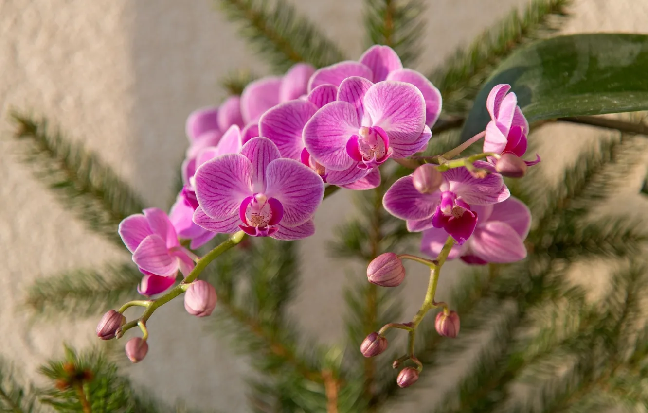 Фото обои flower, pink, orchid