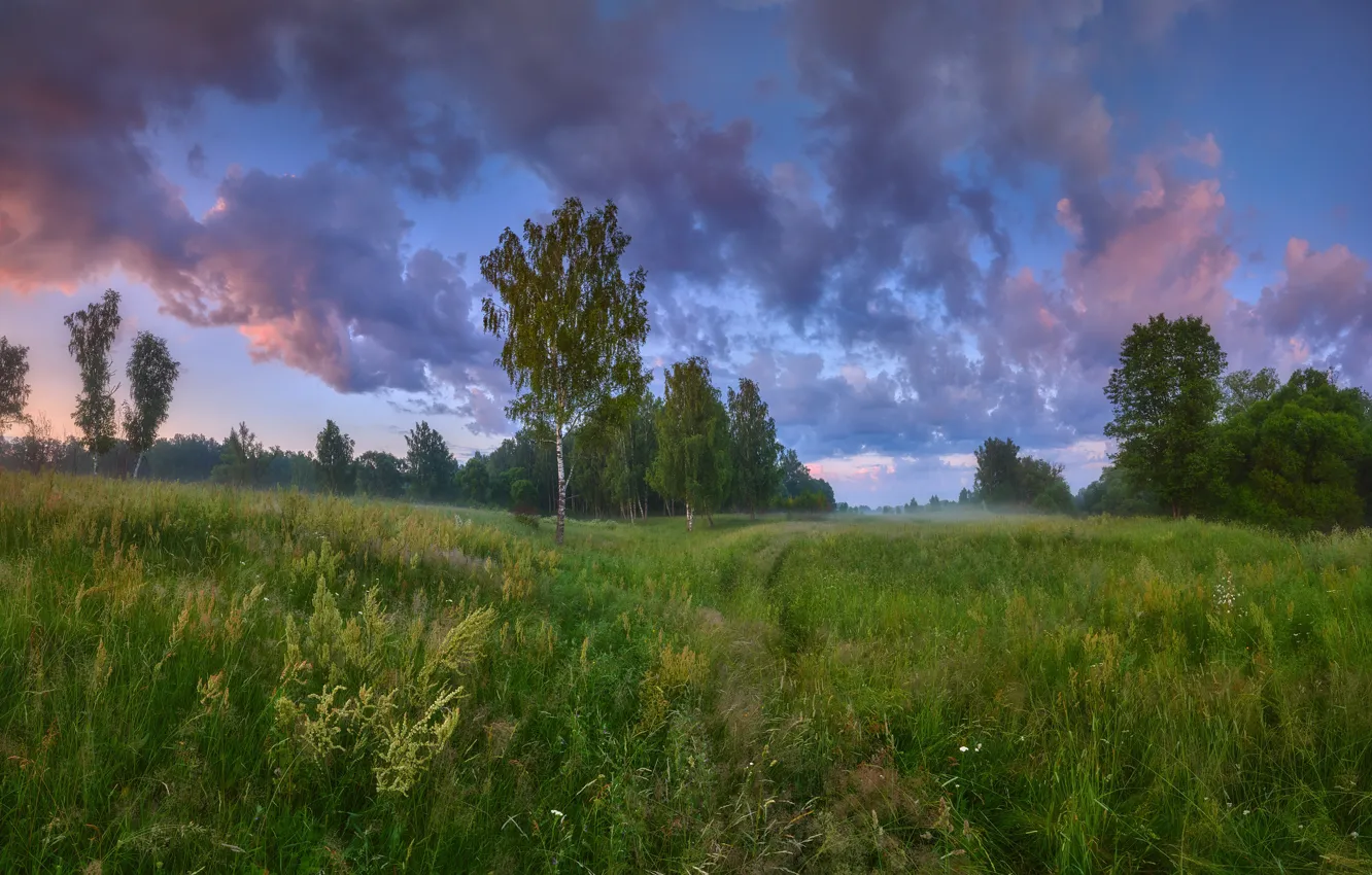 Фото обои лес, лето, деревья, пейзаж, природа, туман, утро, травы