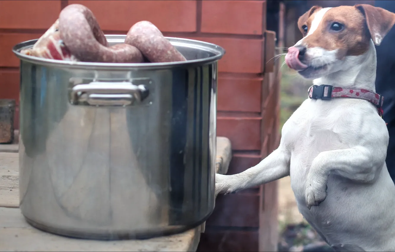 Фото обои настроение, желание, собака, юмор, мясо, dog, oops, mood