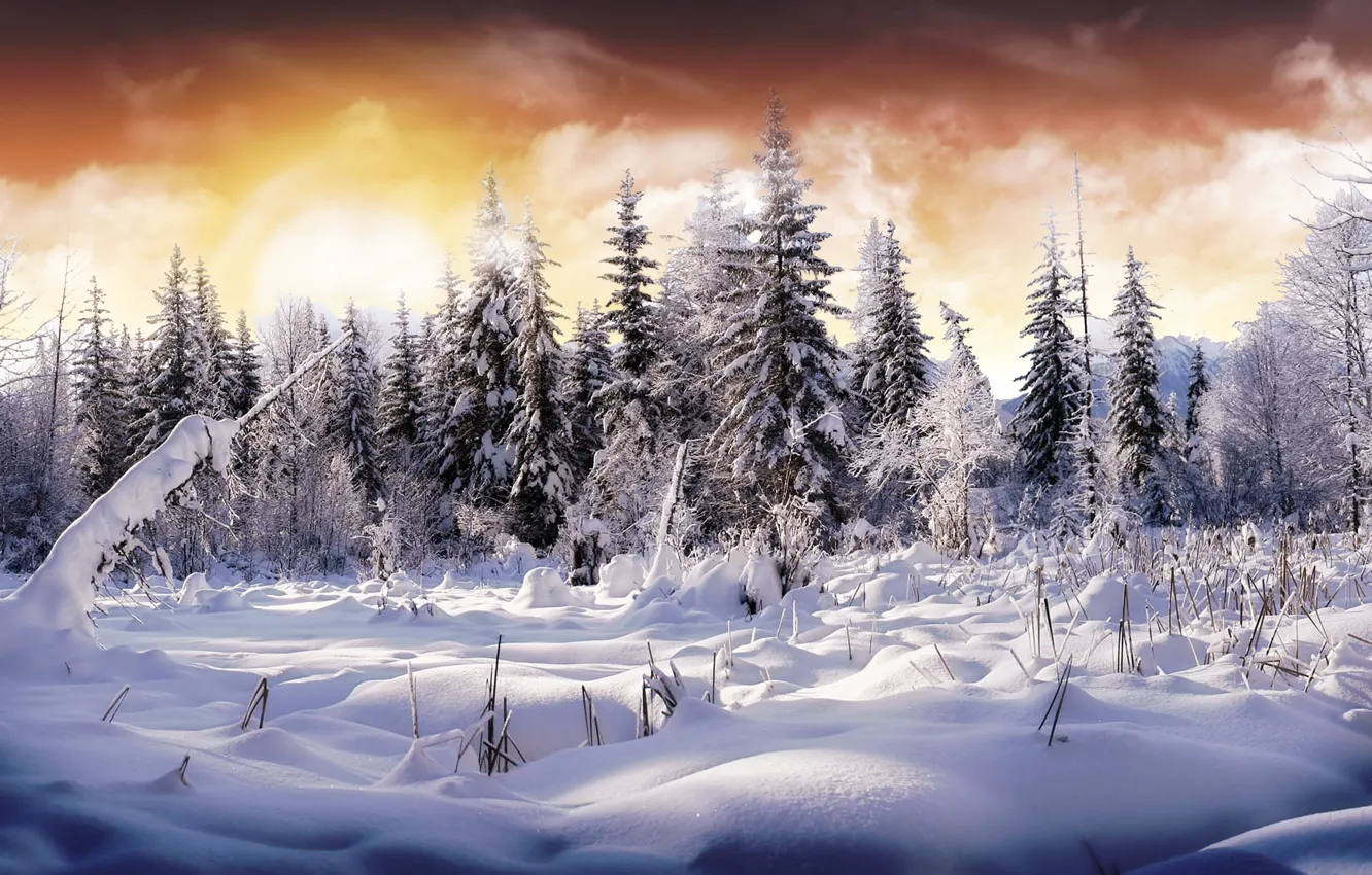 Фото обои зима, лес, небо, снег, цвет, елки