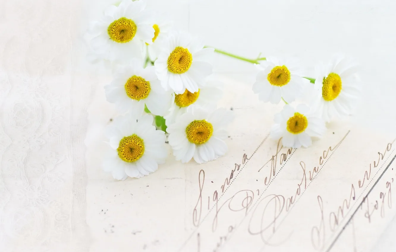 Фото обои письмо, цветы, ромашки, открытка, почерк