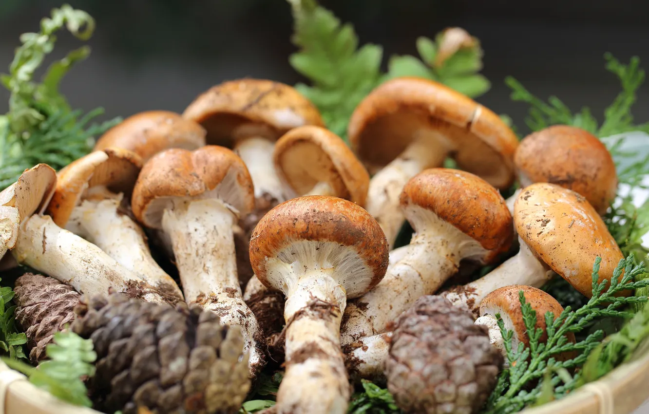 Фото обои ветки, грибы, шишки, mushrooms, branches, cones