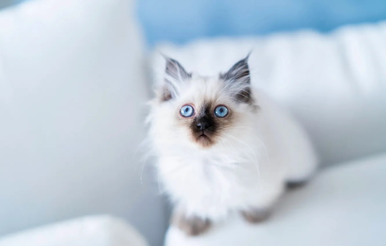 Фото обои взгляд, котёнок, голубые глаза, Бирманская кошка