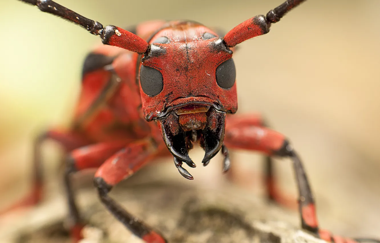 Фото обои eyes, macro, insect, head, mouth, antennae, ant, Hymenopteran insect