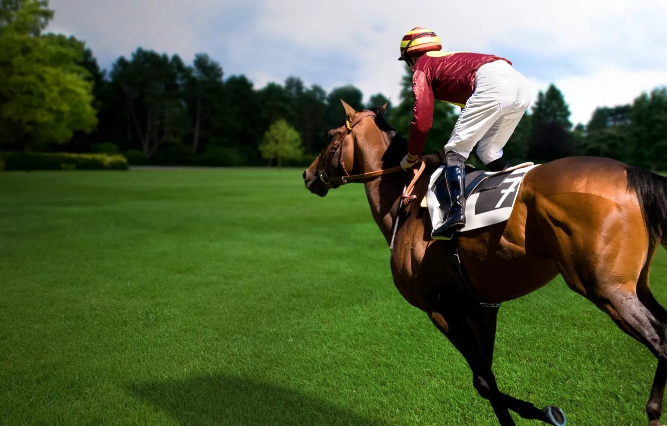 Фото обои конь, спорт, лошадь, наездник, коннный