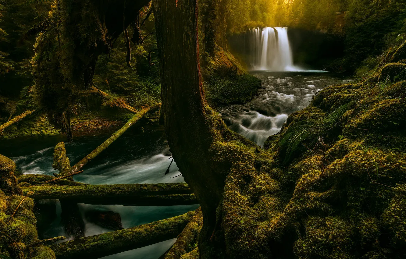 Фото обои лес, река, водопад, мох, Орегон, Oregon, брёвна, McKenzie River