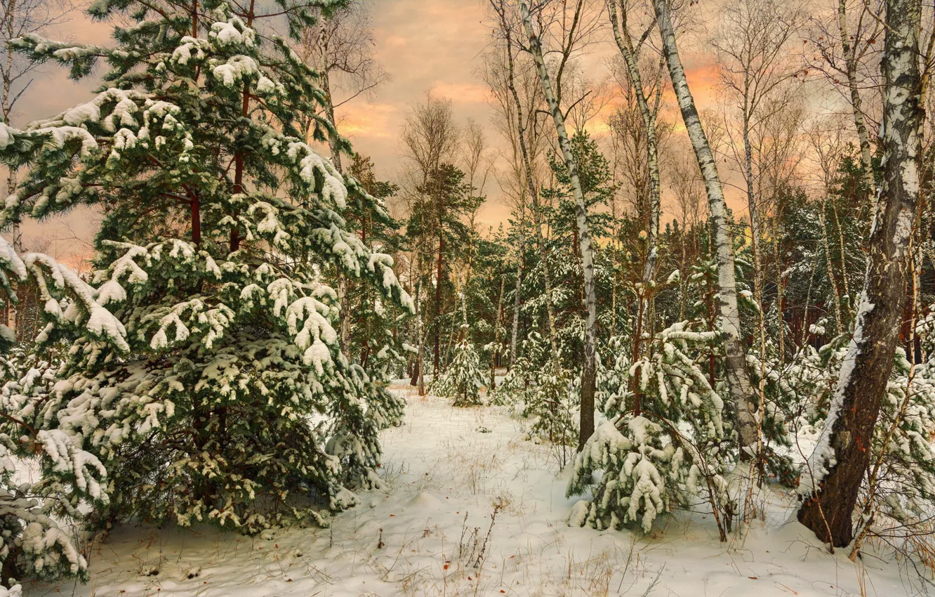 Фото обои лес, снег, ёлки