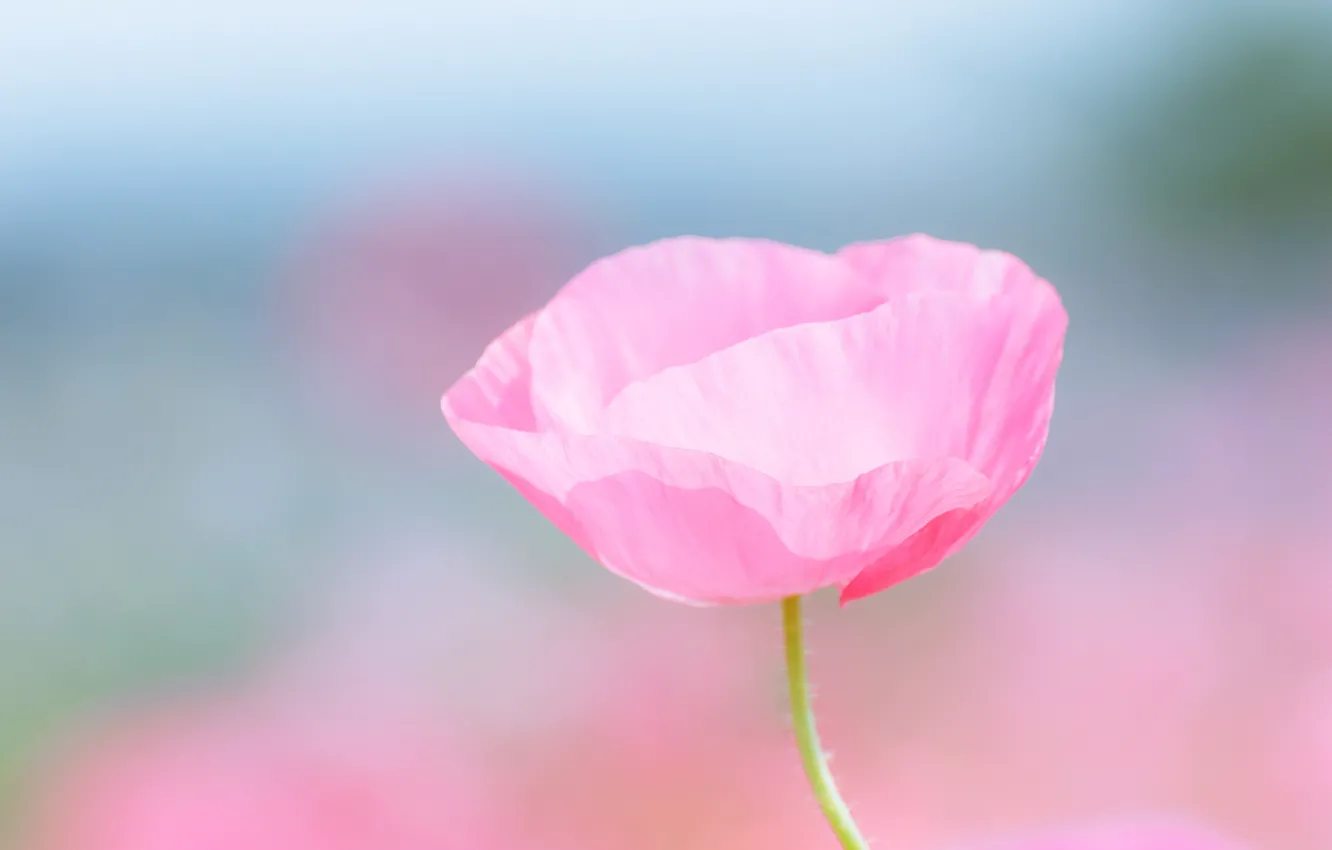 Фото обои поле, цветок, макро, розовый, размытость, Мак