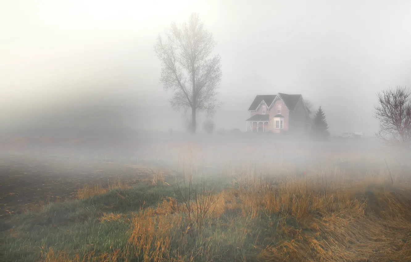 Фото обои поле, пейзаж, природа, туман, дом, дерево