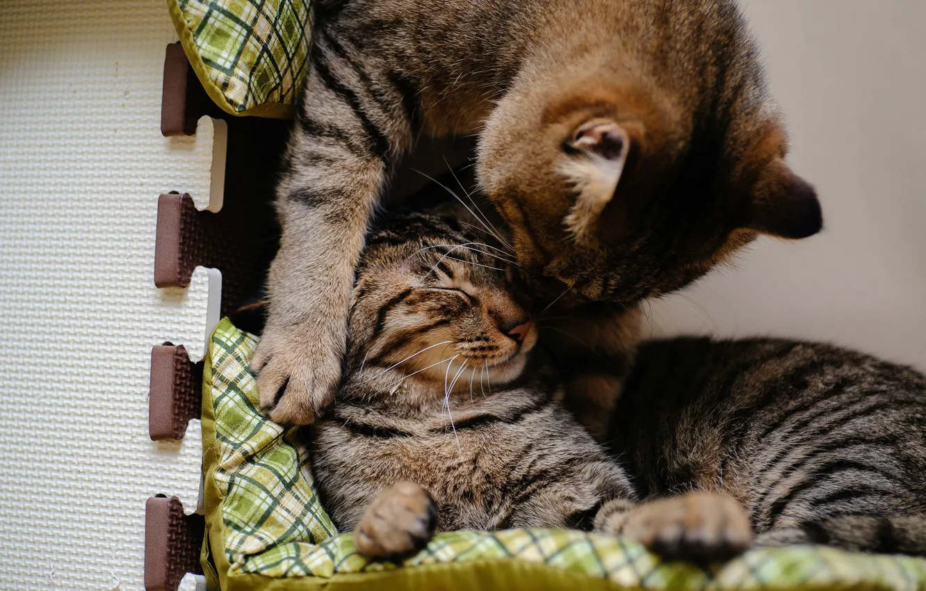 Фото обои котенок, подушки, ласка, полосатая кошка