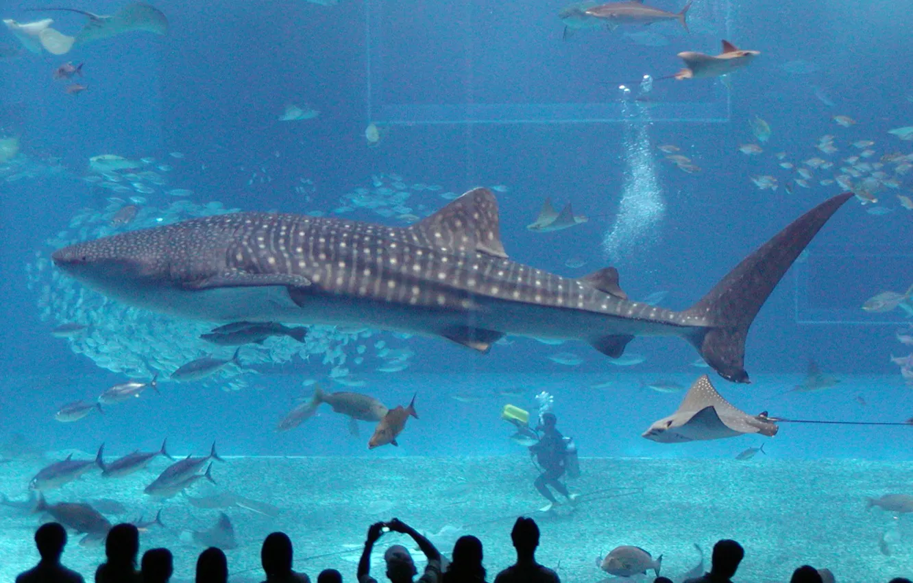 Фото обои Аквариум, Акула, Aquarium, Shark