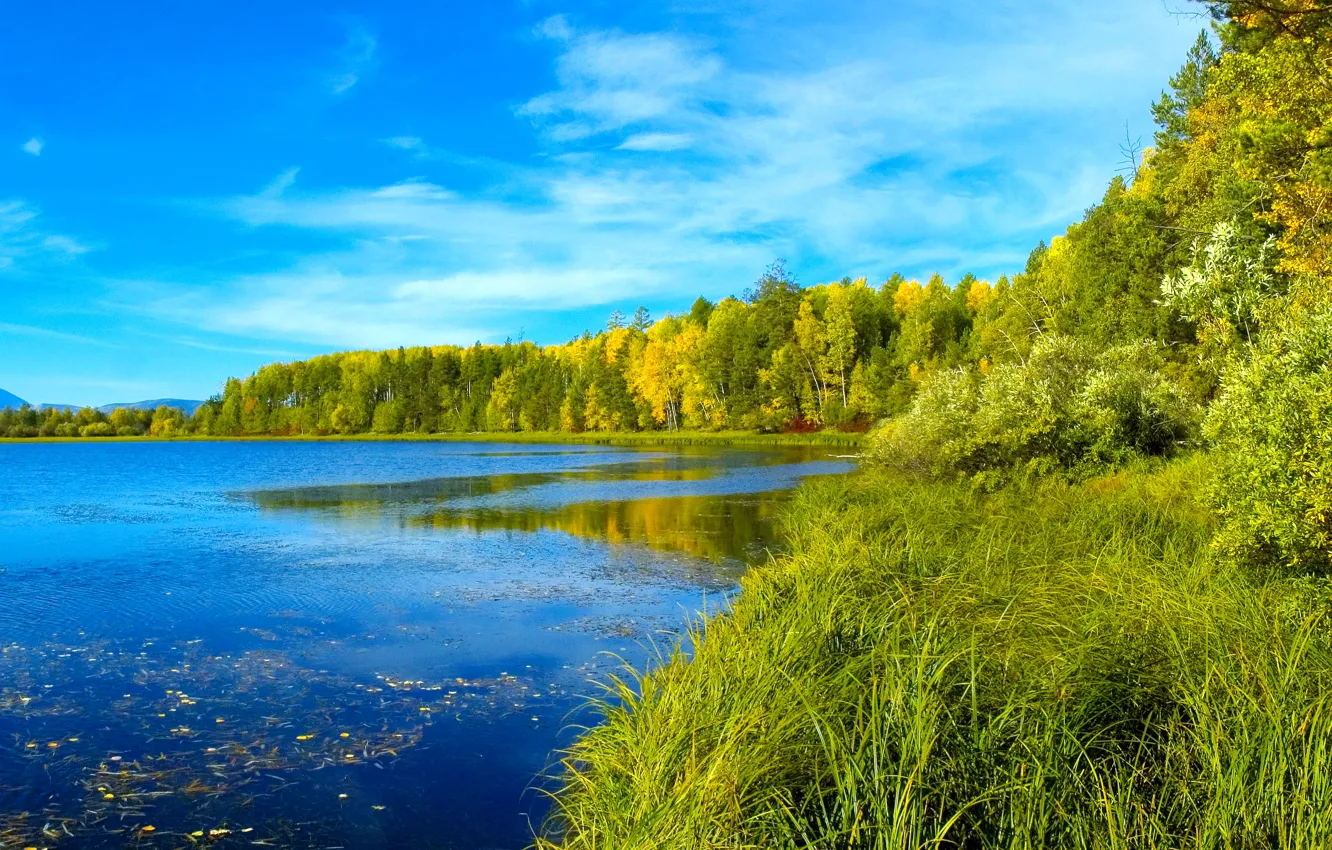 Фото обои лес, небо, трава, деревья, река, голубое, Сибирь