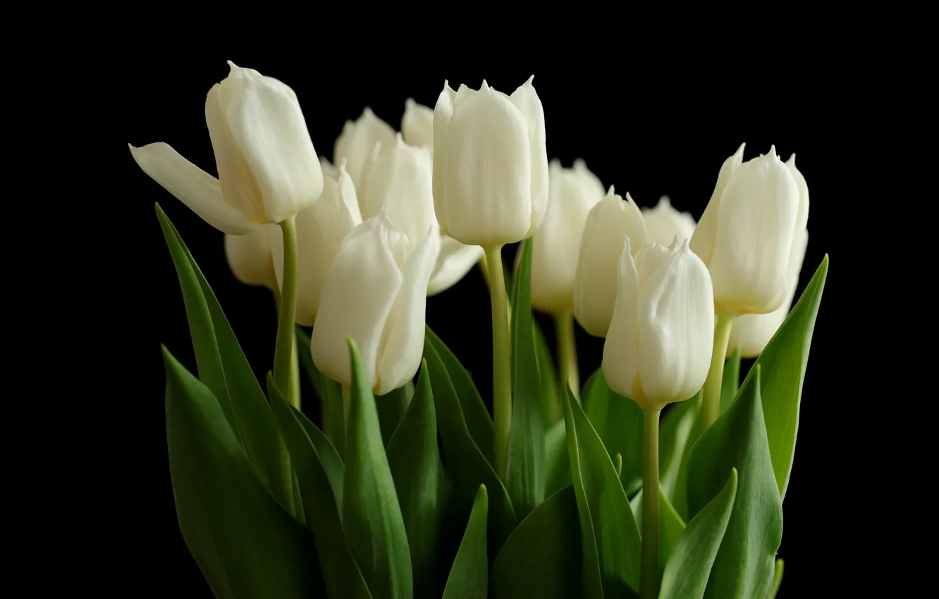 Фото обои цветы, букет, тюльпаны, белые, черный фон