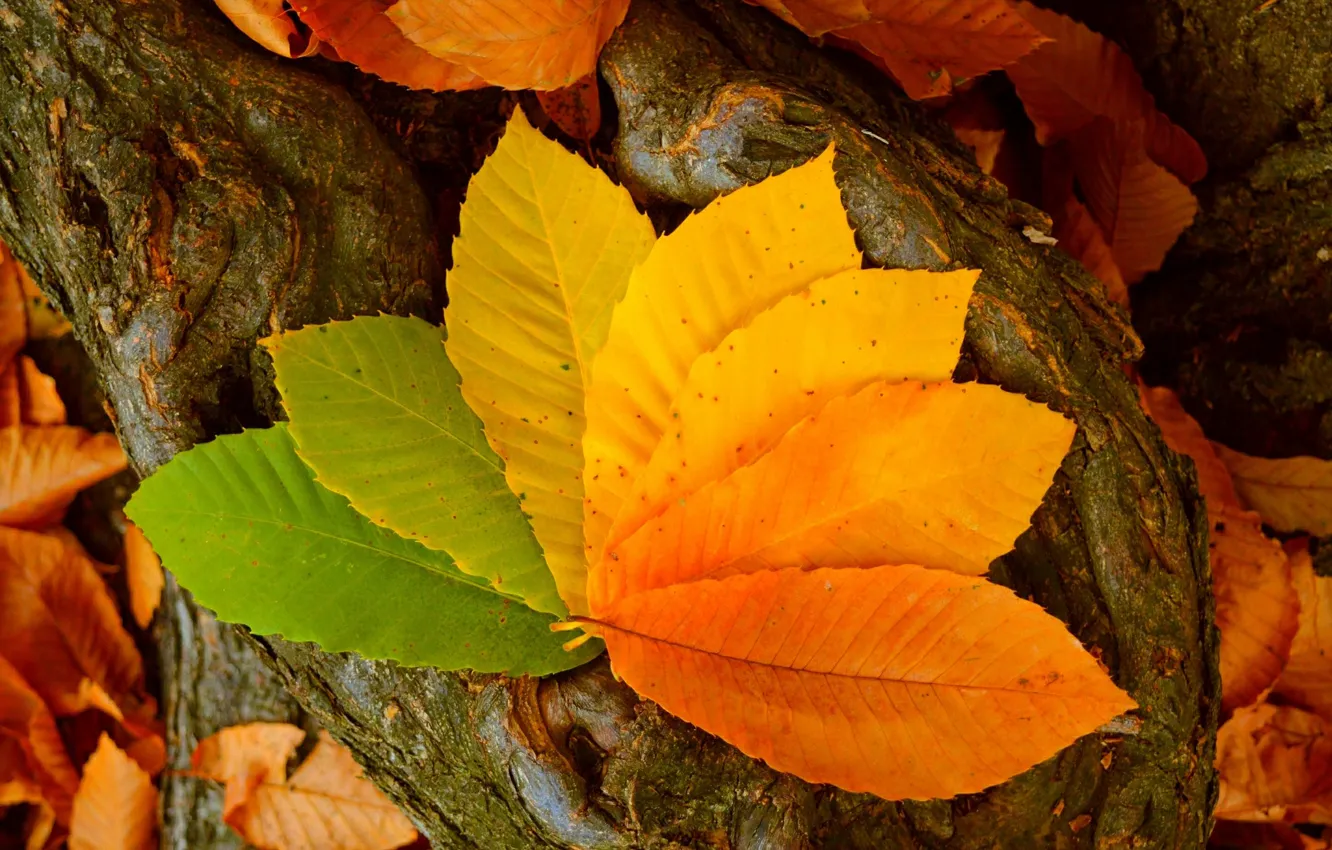Фото обои Осень, Листья, Autumn, Colors, Leaves