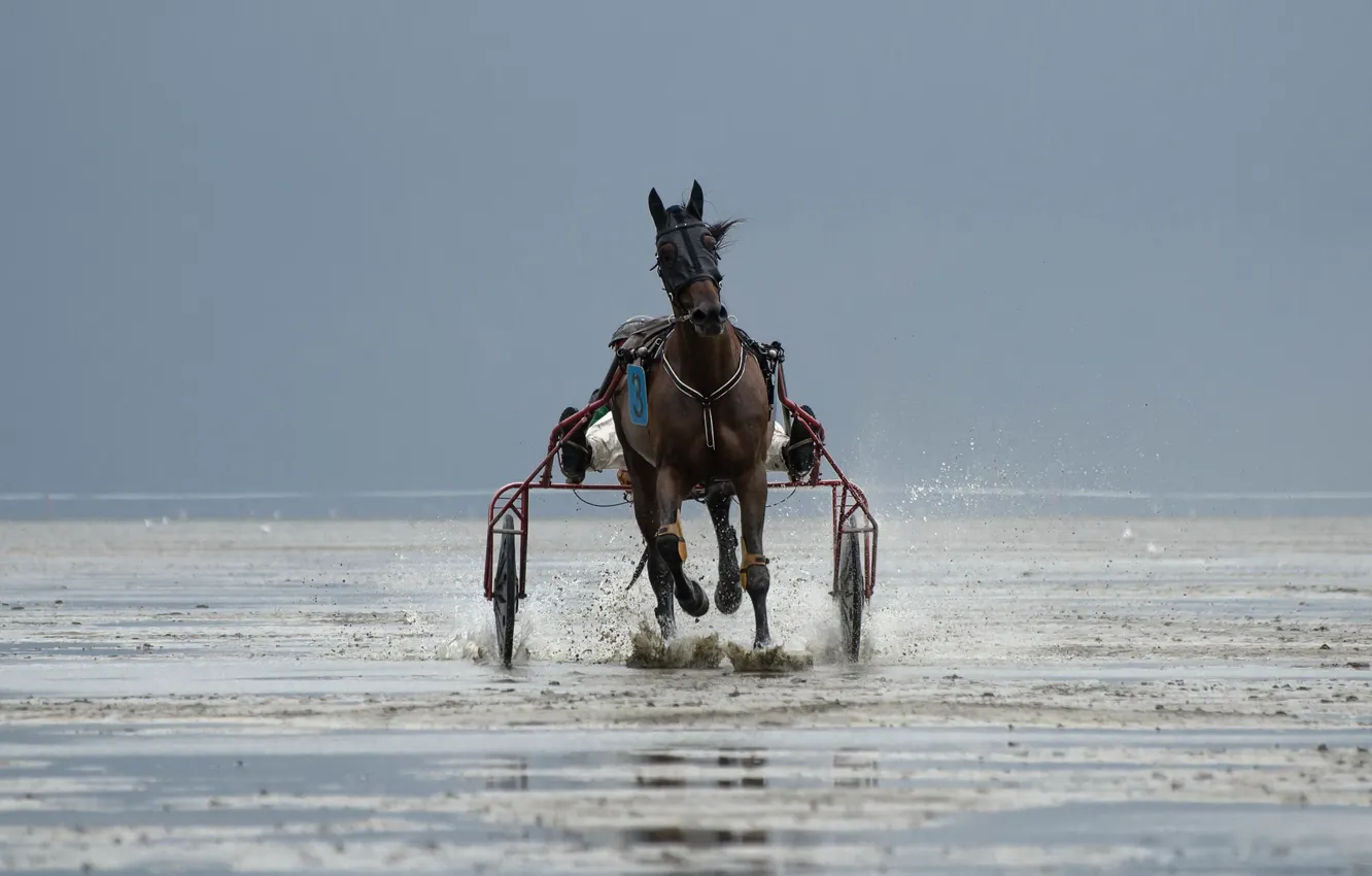 Фото обои конь, гонка, спорт, бег, упряжка
