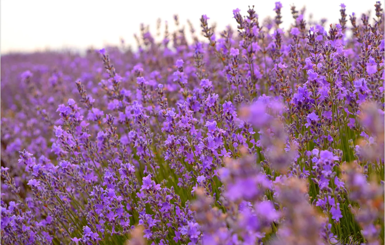 Фото обои Лаванда, Lavender, Лавандовое поле