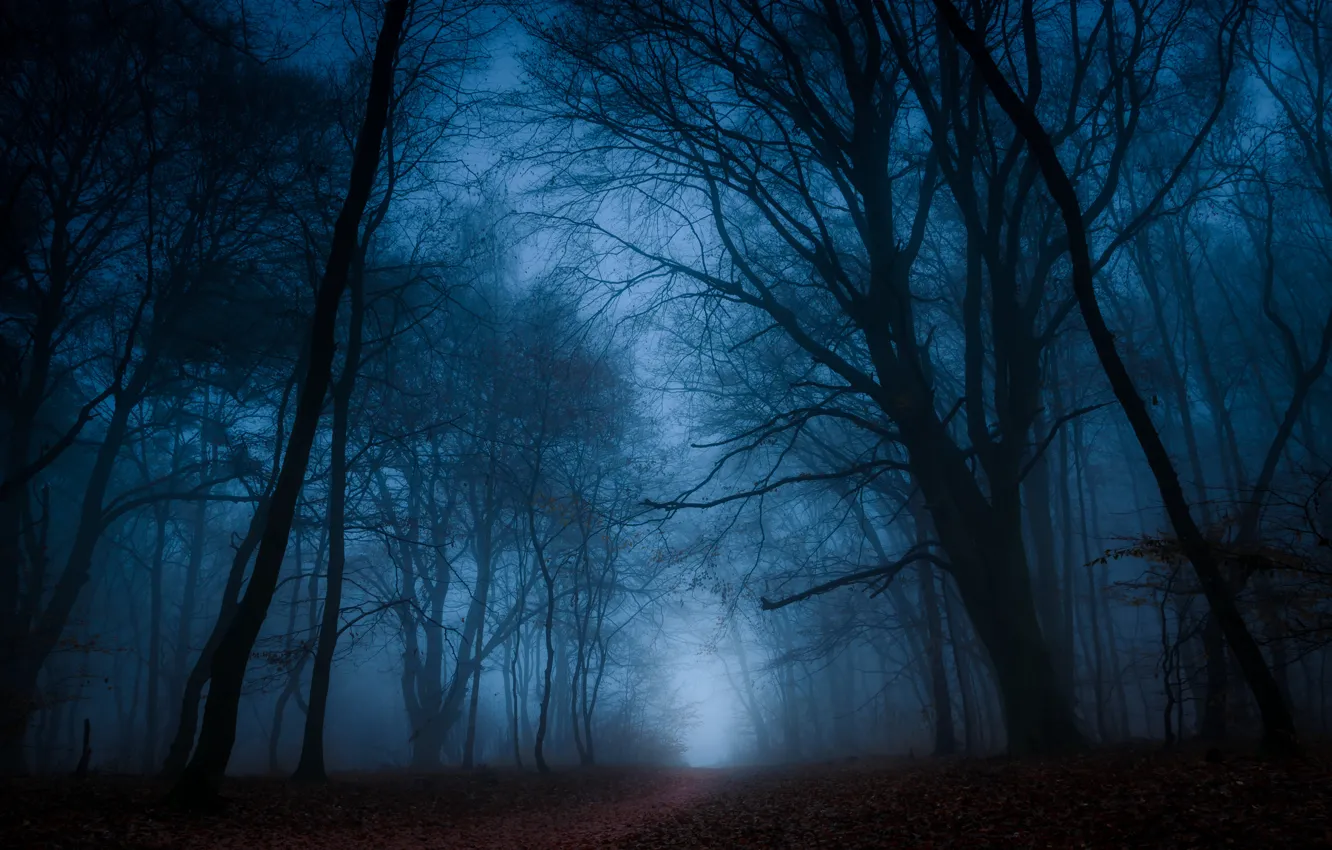 Фото обои осень, лес, листья, деревья, ветки, туман, путь, силуэт
