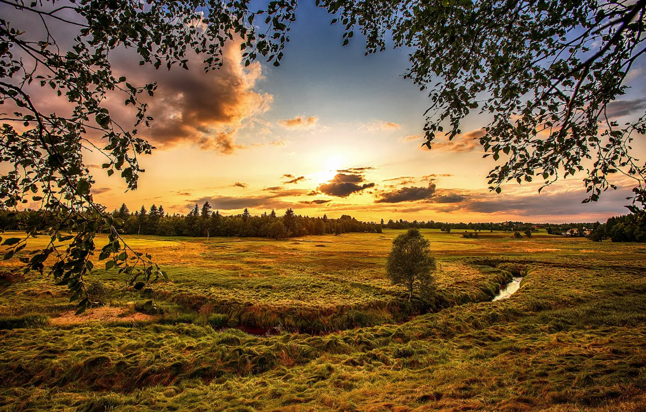 Фото обои поле, лес, небо, трава, солнце, облака, деревья, закат