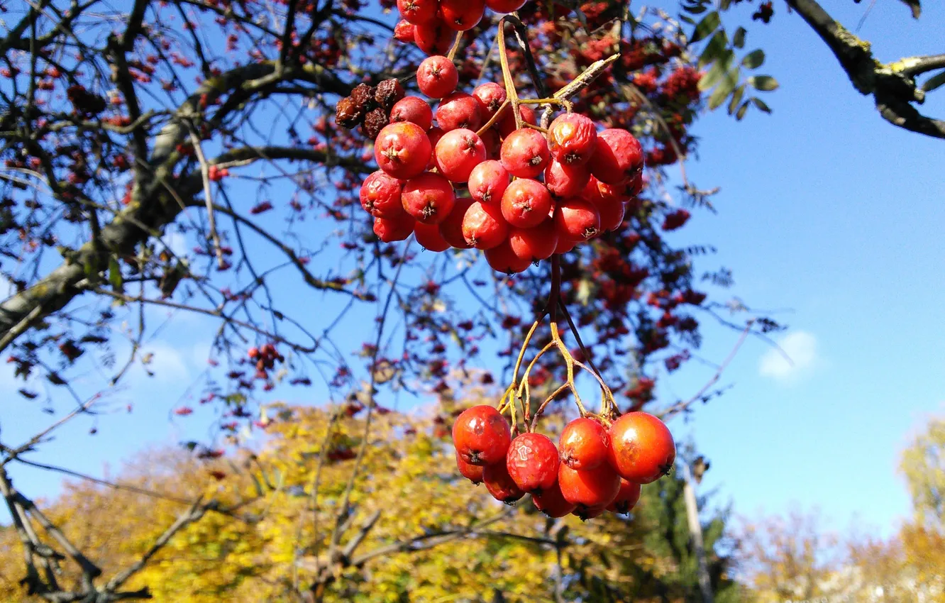 Фото обои осень, red, красная, nature, рябина, autumn, macro, tree