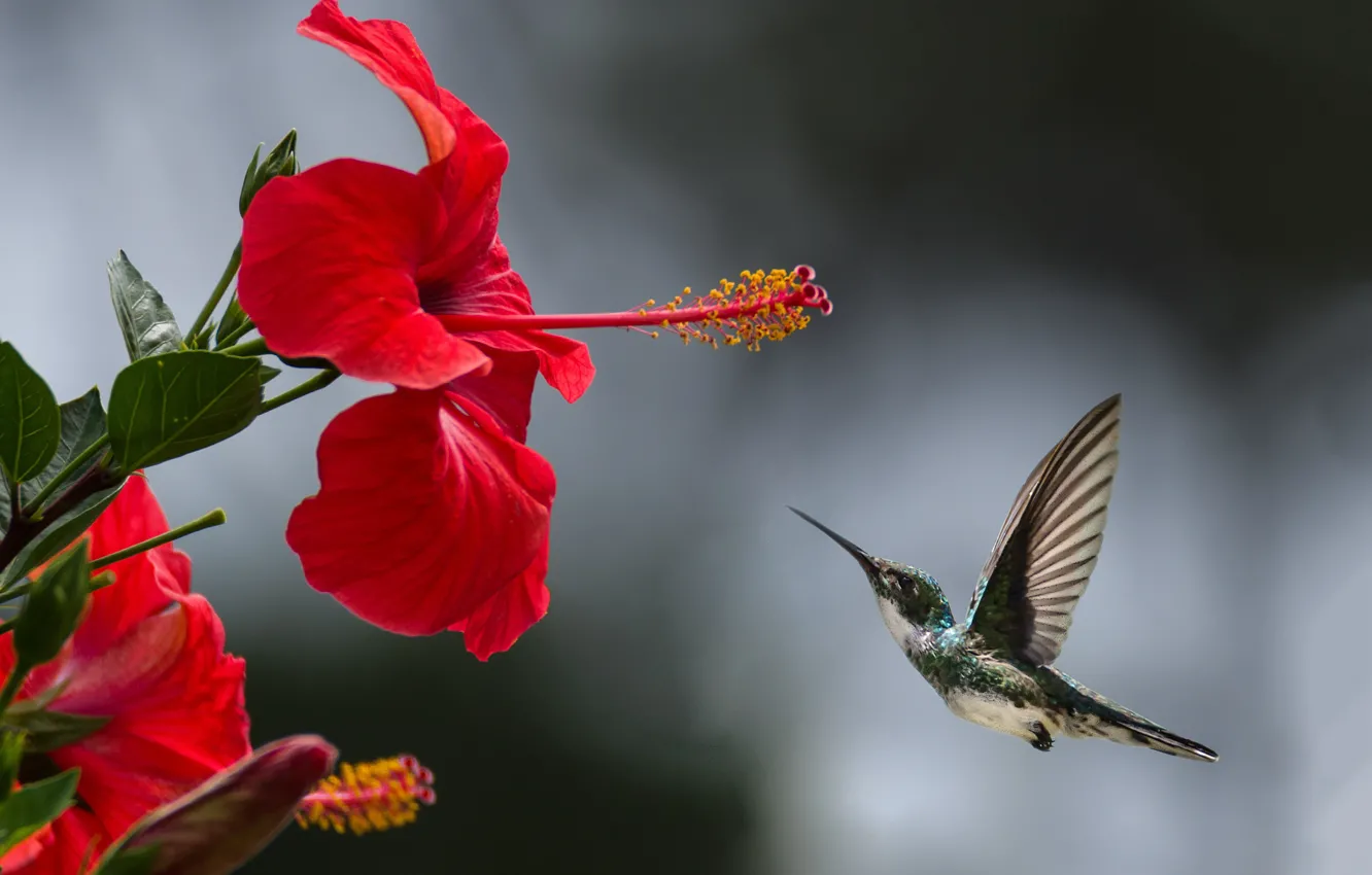 Фото обои полет, колибри, flight, красный цветок, red flower, hummingbird, small bird, маленькая птица