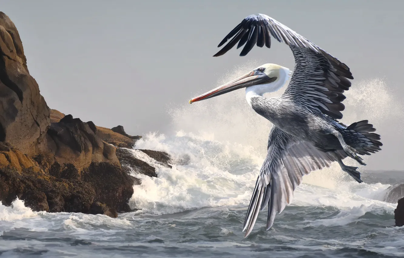 Фото обои море, птица, берег, пеликан