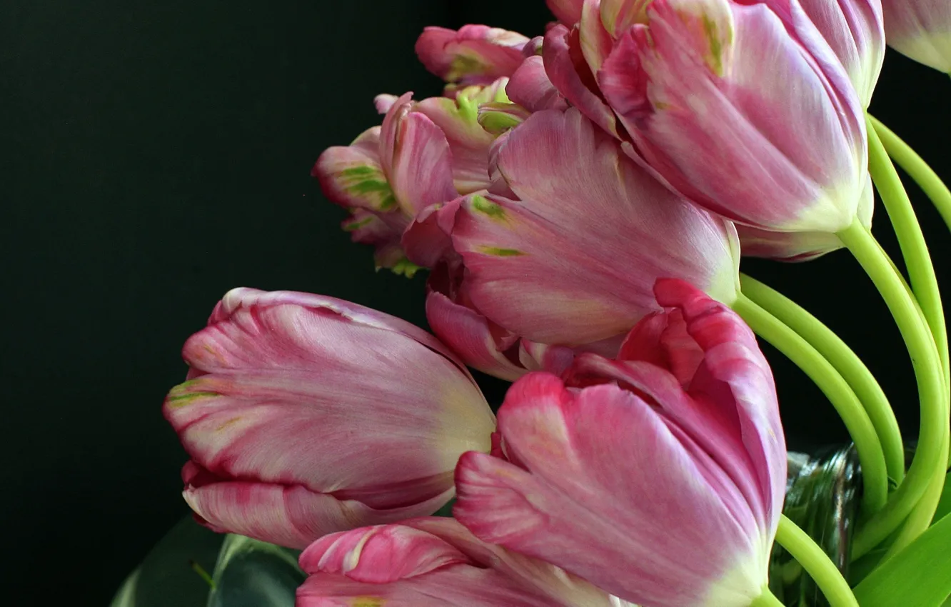 Фото обои цветы, тюльпаны, букеты, розовые тюльпаны
