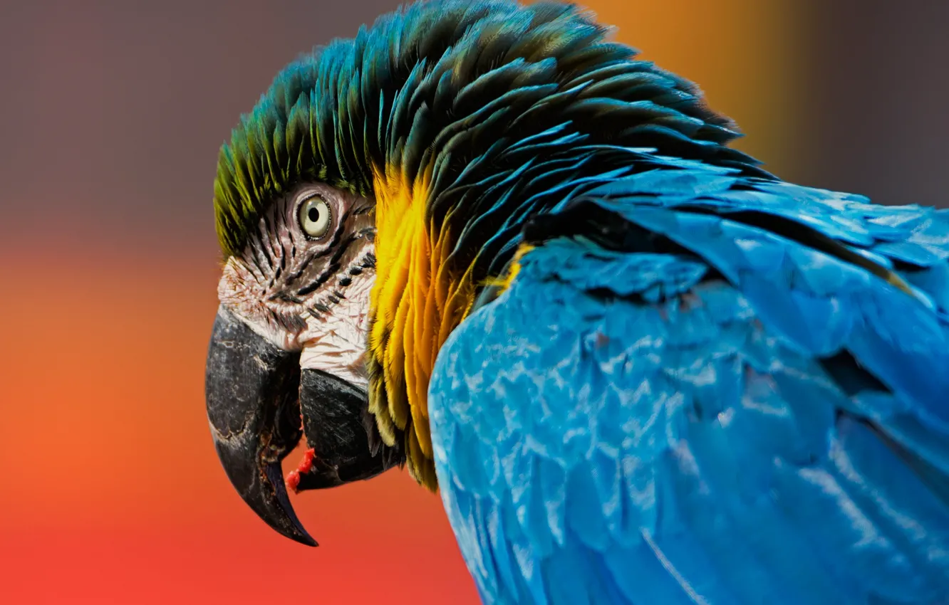 Фото обои фон, птица, голова, перья, клюв, попугай, ара, Сине-жёлтый ара