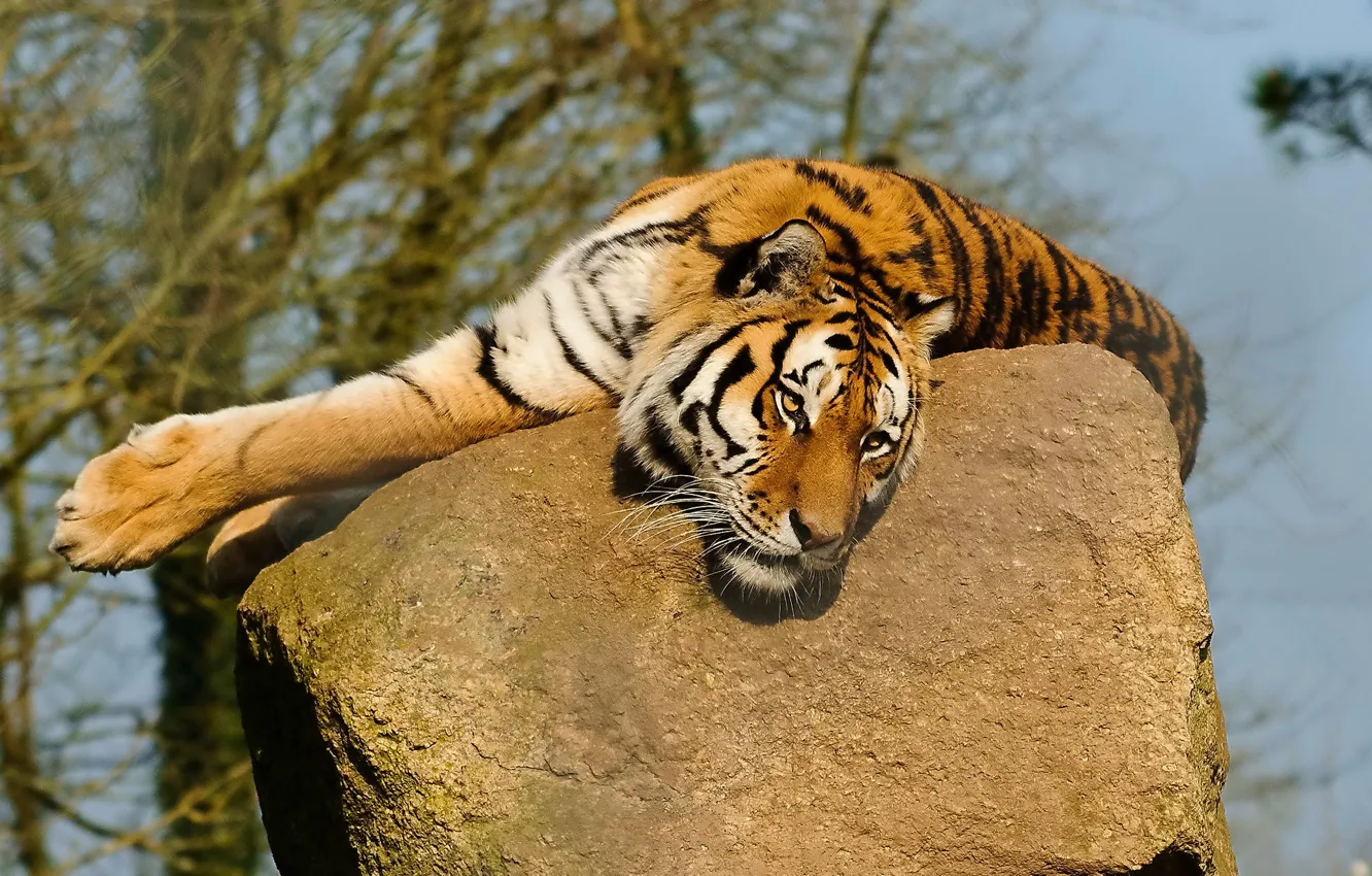 Фото обои усы, морда, тигр, лапы, лежит, смотрит, на камне