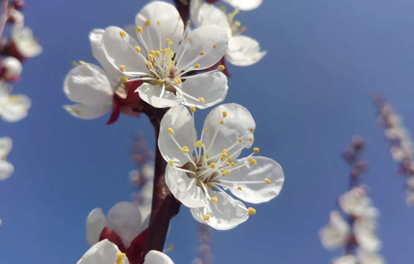 Фото обои цветы, слива, апрель, весна 2018, mamala ©