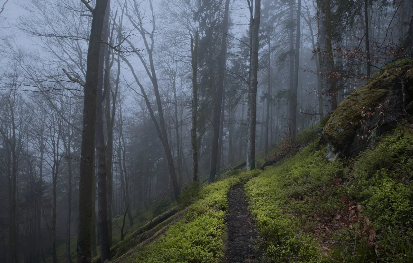 Фото обои лес, деревья, природа, туман, Германия, сумерки, тропинка, Wehraschlucht