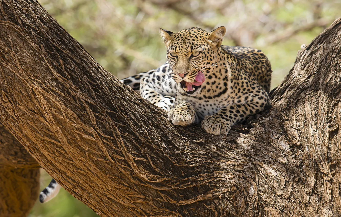 Фото обои леопард, африка, кения, самбуру